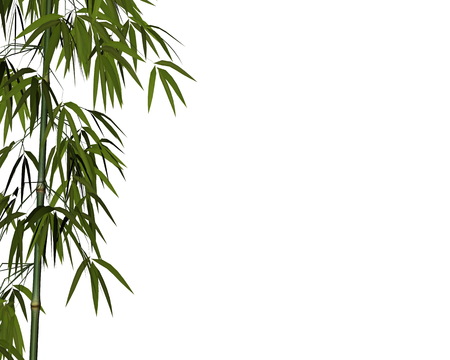Bamboo isolated in white background - 3D renderの写真素材