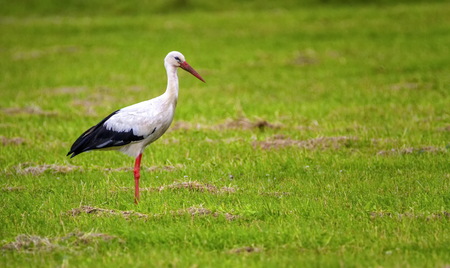 European white stork, ciconia, standing in a green meadowの写真素材