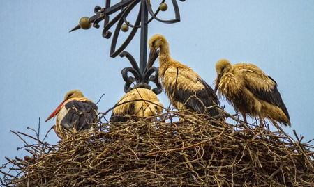Four european white storks, three fledglings and one adult, ciconia, standing in the nest next to a...