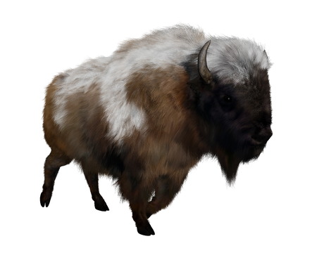 American bison with snow isolated in white background - 3D renderの写真素材
