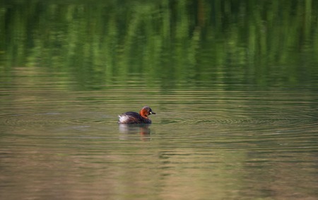 Little grebe duck, tachybaptus ruficollis, in breeding plumage swimming on the river
