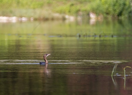 Cormorant bird swimming peacefully in green nature backgroundの写真素材