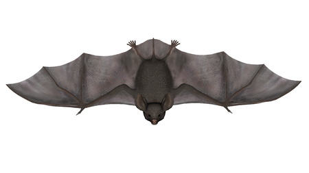 Flying bat isolated in white background - 3D renderの写真素材