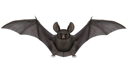 Flying bat isolated in white background - 3D renderの写真素材