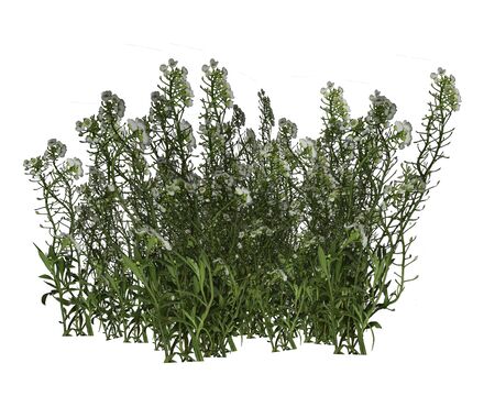 Green grass and flowers isolated in white background - 3D renderの写真素材