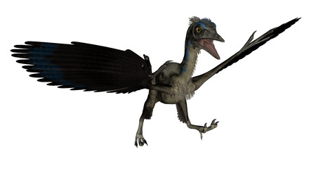 Archaeopteryx bird dinosaur landing isolated in white background - 3D renderの写真素材