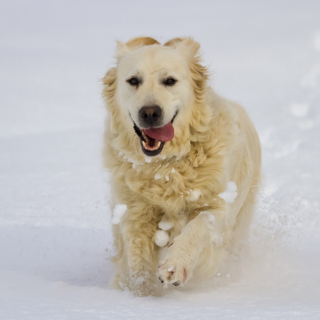 Golden retriever dog running in the snowの写真素材