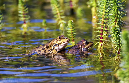 Frog mating in a pondの写真素材