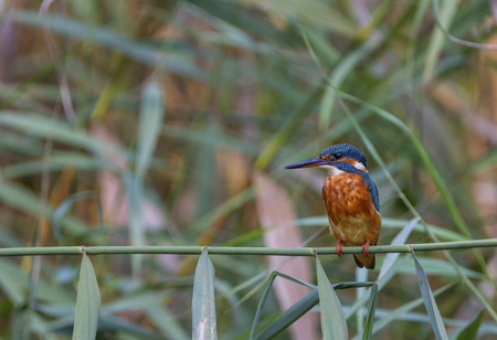 Common, eurasian or river kingfisher, Alcedo atthis, Switzerlandの写真素材