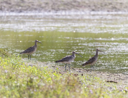 Eurasian curlew, numenius arquata, birds, Switzerlandの写真素材
