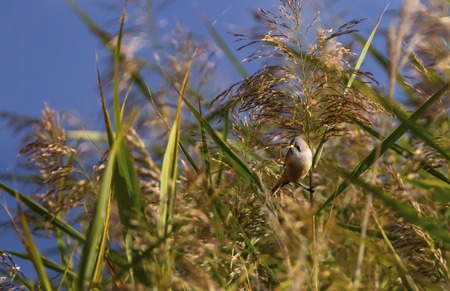 Bearded reedling, panurus biarmicus, in the reedsの写真素材