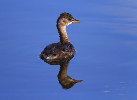 Little grebe, tachybaptus ruficollis, with non-breeding plumage, Neuchatel, Switzerlandの写真素材