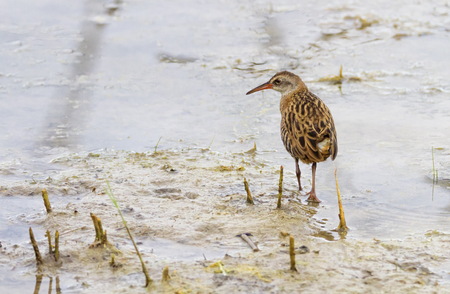 Water rail, rallus aquaticus, bird, Neuchatel lake, Switzerlandの写真素材