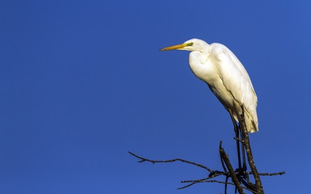 Great egret, ardea alba, on a tree, Neuchatel, Switzerlandの写真素材