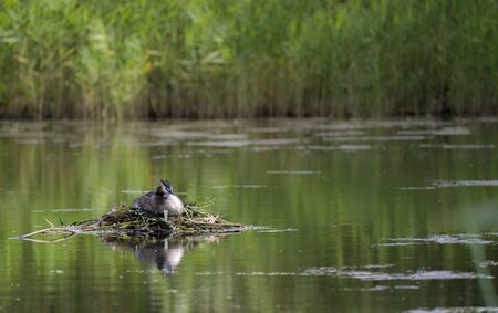 Great Crested Grebe, Podiceps cristatus, nest, Kalmar, Sweden
