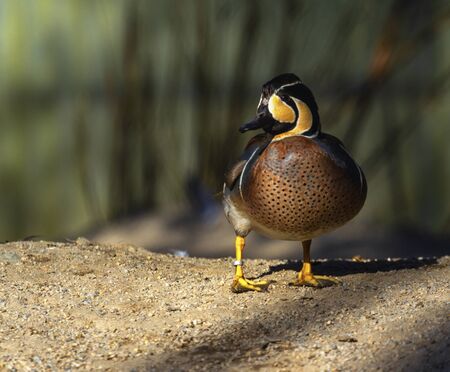 Baikal teal duck, sibirionetta formosaの写真素材