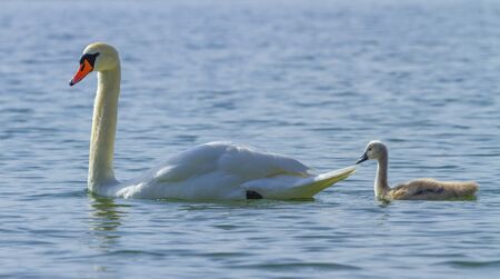 Mute swan and cygnet on the water on lake Leman, Geneva, Switzerlandの写真素材
