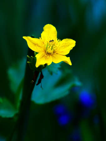 Close up on globeflower, Trollius europaeus, flower plant