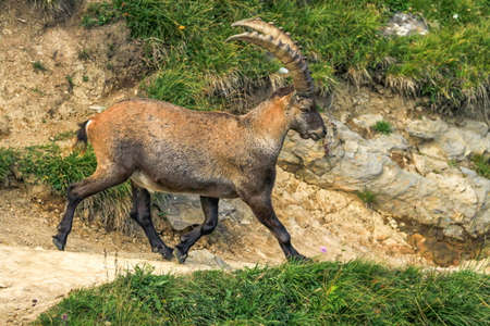 Male wild alpine, capra ibex, or steinbockの写真素材