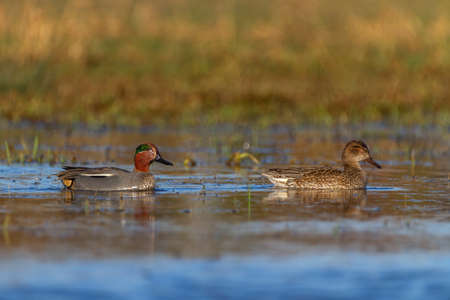 Couple of eurasian teals or common teals, anas crecca, ducksの写真素材