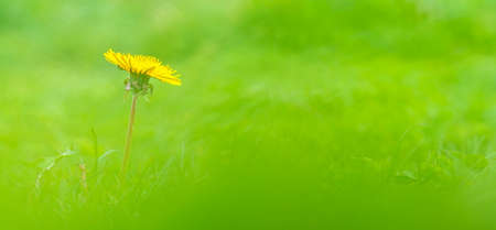 Single dandelion taraxacum flower in green bokeh backgroundの写真素材