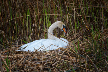 Mute swan brooding its nest by springtimeの写真素材