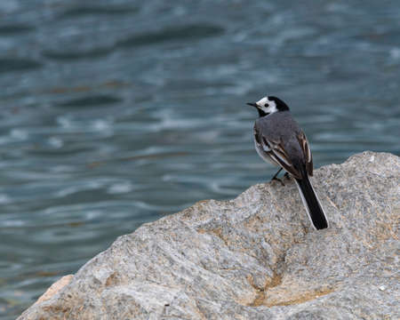 White wagtail, motacilla alba, standing on a rock next to the lake, Geneva,Switzerlandの写真素材