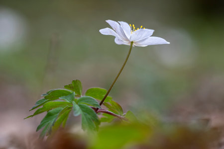 Close up on white anemone or windflowerの写真素材