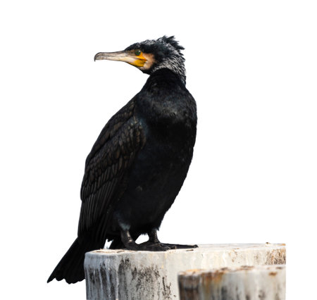 Great cormorant, Phalacrocorax carbo, standing peacefully on a pylon in white background