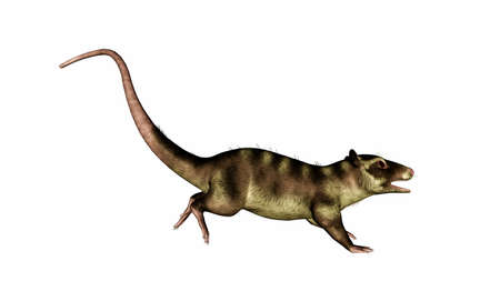 Purgatorius primate running tail up - 3D renderの写真素材