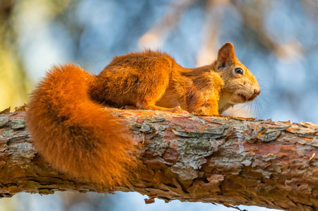 Red squirrel, sciurus vulgaris, standing on a branchの写真素材