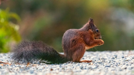 Single red squirrel, sciurus vulgaris, eating a nut on the ground made of little stonesの写真素材