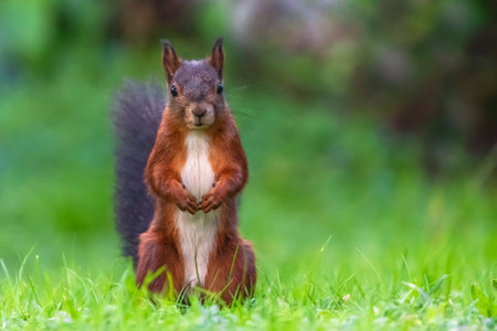 Single red squirrel, sciurus vulgaris, standing on the green grass looking at youの写真素材