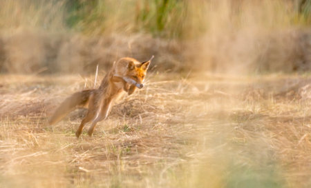 Fox jumping to catch a prey in a fieldの写真素材