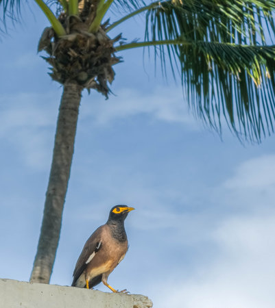 Common myna or Indian myna, Acridotheres tristis, in Phuket, Thailandの写真素材