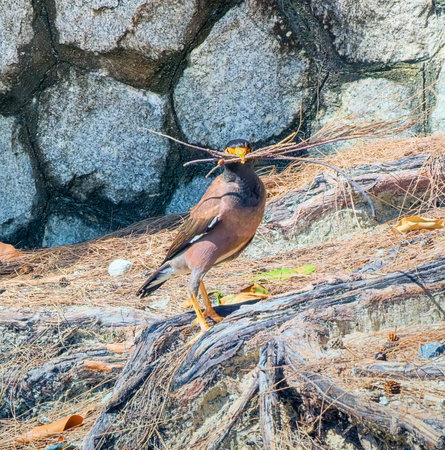 Common myna or Indian myna, Acridotheres tristis, in Phuket, Thailand