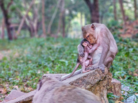 Macaque monkeys, Macaca fascicularis fascicularis, mum and baby at Angkor, Siem Reap, Cambodiaの写真素材