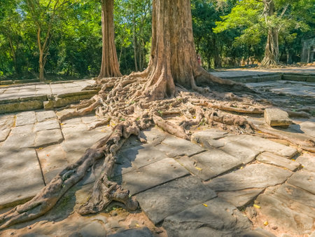 Ta Prohm Wat temple in Angkor, Cambodiaの写真素材