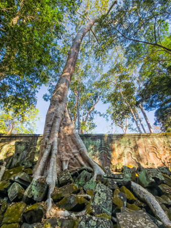 Ta Prohm Wat temple in Angkor, Cambodiaの写真素材