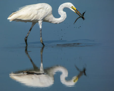 Eastern great egret, White Heron bird, Ardea alba fishingの写真素材