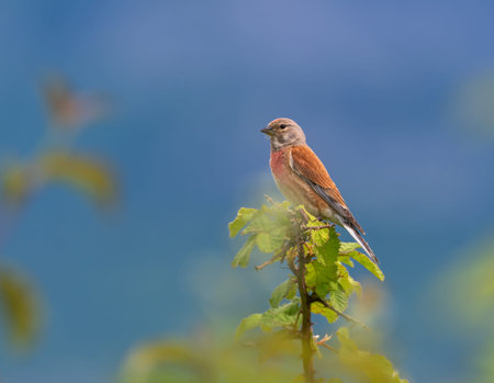 Common linnet, Linaria cannabina, bird on a branchの写真素材