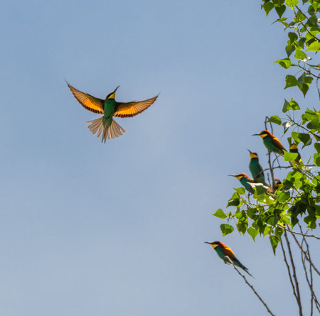 European bee-eater bird, Merops Apiaster, flying, Geneva, Switzerland