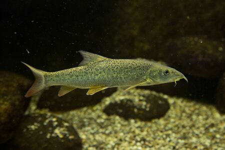 European barbel (Barbus barbus).の写真素材