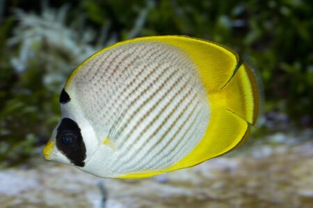 Schooling Eye-patch Butterflyfish (Chaetodon adiergastos).の写真素材