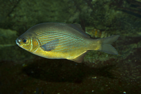 Striped surfperch or striped seaperch (Embiotoca lateralis).