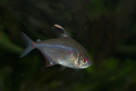 Bleeding Heart Tetra (Hyphessobrycon erythrostigma).の写真素材