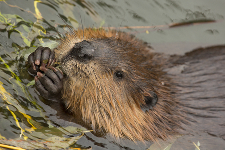Eurasian beaver (Castor fiber).の写真素材