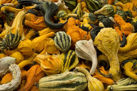 Pumpkin on the farm market.