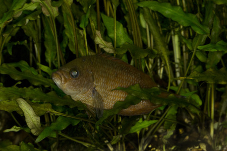 Ceylonese combtail (Belontia signata).