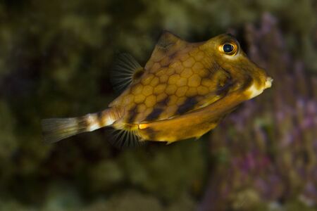 Thornback boxfish, humpback turretfish, helmet cowfish, camel cowfish, thornbacked boxfish (Tetrosomus gibbosus).の写真素材